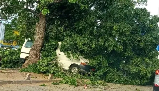 COTONOU : un arbre déraciné écrase deux véhicules à Cadjèhoun après de fortes pluies